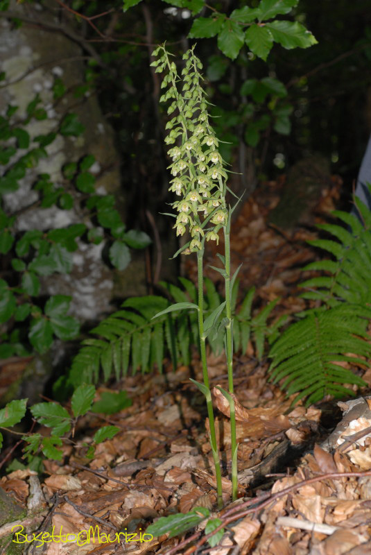 Epipactis purpurata Sm.1828 - scura,chiara(?)